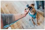 Actual product image Hunter Dog harness Hilo Comfort (M, L, Dog, General)