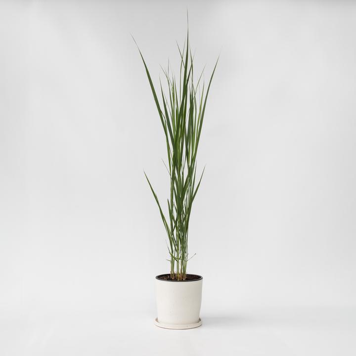 Actual product image Plant in a Box Panicum virgatum 'Northwind' - Blackthorn (40 cm)