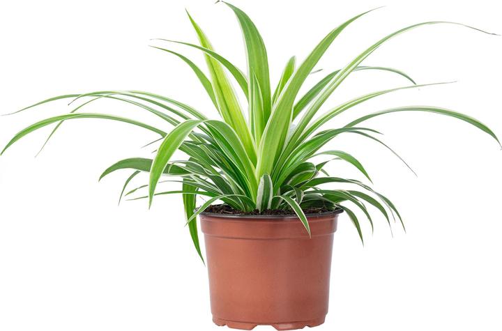 Image du produit Flowerbox Lis vert "Ocean" - Chlorophytum Comosum (20 cm)