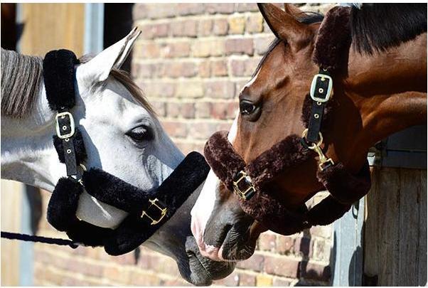 Produktbild Kentucky Horsewear Halfter Lammfell
