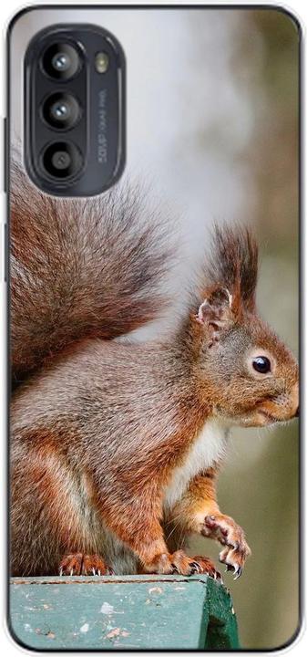 Squirrels