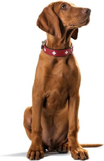 Image du produit Hunter Suisse (Chien, Général)