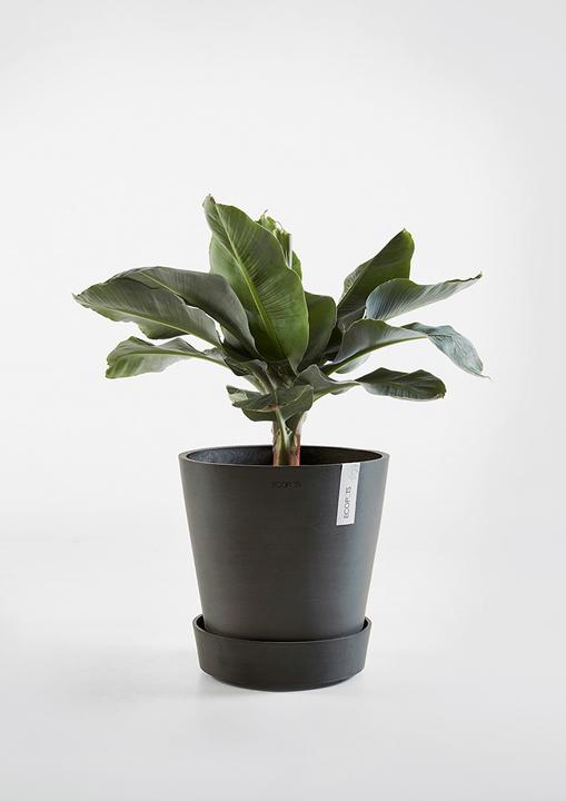 Image du produit Ecopots Soucoupe sur roues