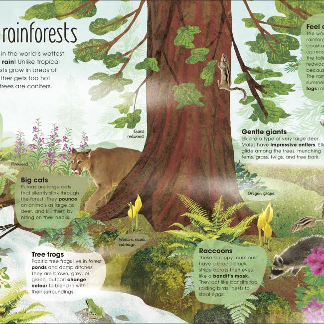 Produktbild RHS The Magic and Mystery of Trees (Englisch, Jen Green, Claire McElfatrick, 2019)