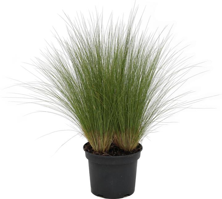 Produktbild Zulauf Stipa tenuissima 'Pony Tails' / Mädchenhaargras 'Pony Tails' (20 cm)