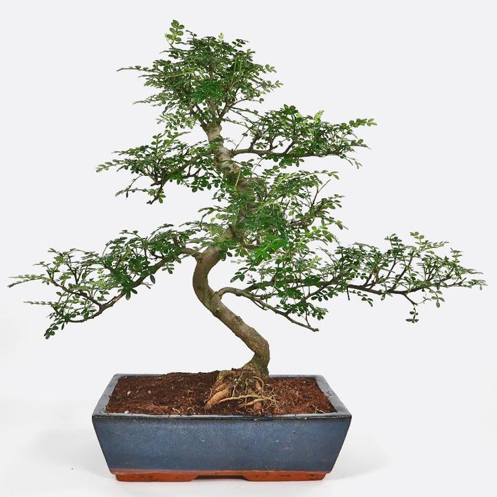 Produktbild Bonsai.ch Zanthoxylum Szechuanpfeffer cm
