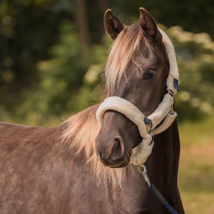 Image du produit Horka Licol pour cheval avec fourrure protection