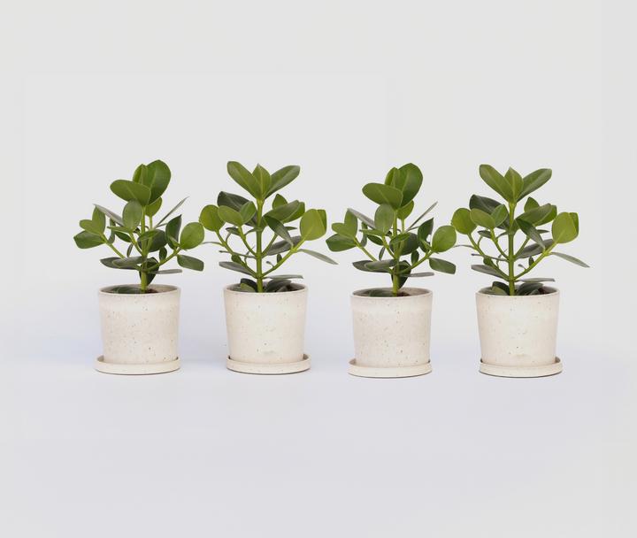 Immagine prodotto Plant in a Box Clusia rosea Princess - Set di 4 pezzi (25 cm)