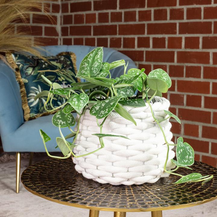 Actual product image Flowerbox Spotted Ivy - Scindapsus pictus 'Argyraeus' (15 cm)