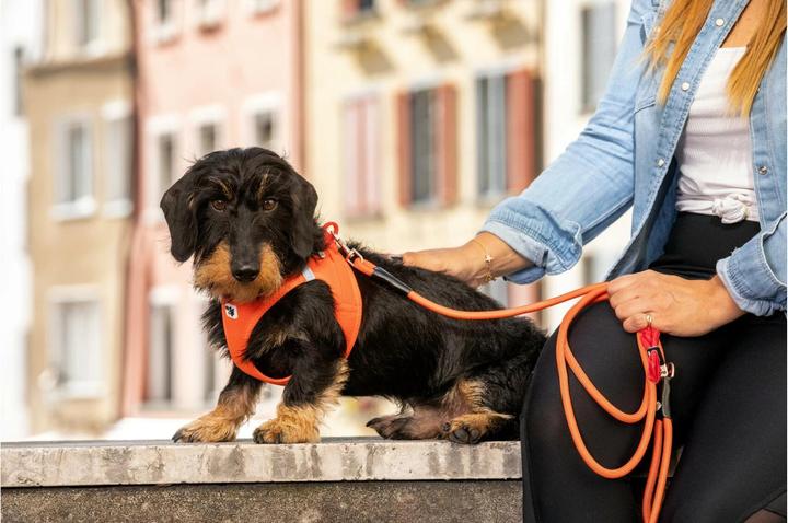 Actual product image Curli Harness Vest Air-Mesh M, Moss (M, Dog, General)
