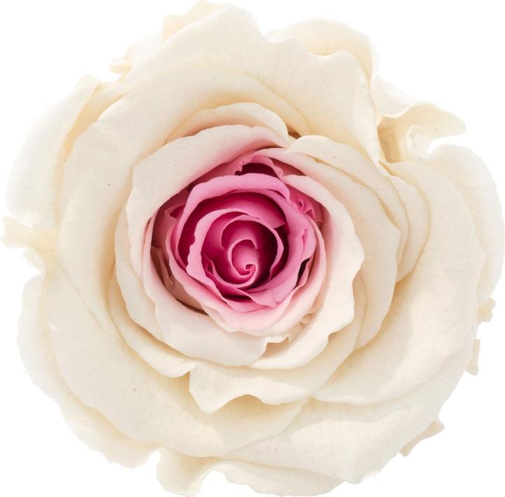 Actual product image Flowerbox Pack of 6 Infinity Bloom preserved rose heads XL (Infinity Flowers)