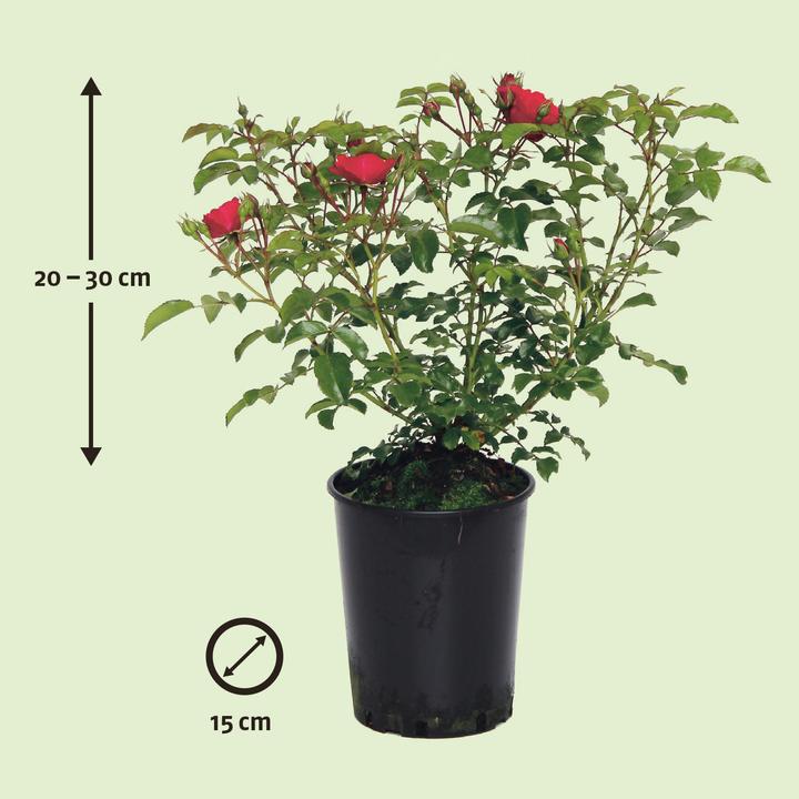 Immagine prodotto Zulauf Bodendeckerrose / Rosa (BD) 'Heidefeuer'® (30 cm)