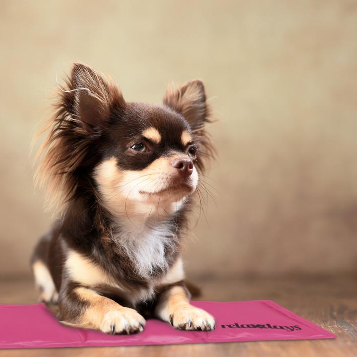 Actual product image Relaxdays Cooling mat dog (Dog)