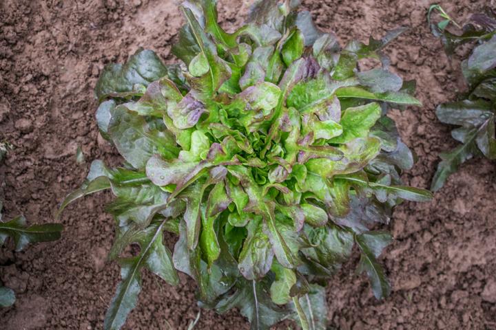 Produktbild Living Seeds grüner Eichblatt Salat, Cocarde (Gemüsesamen)