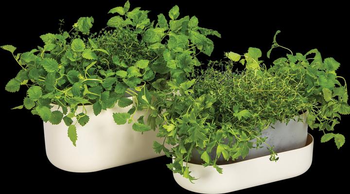 Produktbild Plastia Blumenkasten mit Untersetzer Tolita 31 cm (1.60 cm)