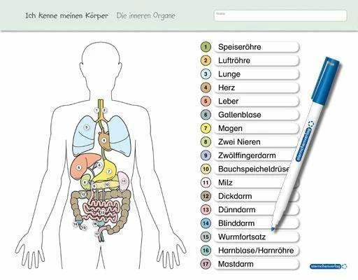 Produktbild Ich kenne meinen Körper - Die inneren Organe (Deutsch, Katrin Langhans, 2015)