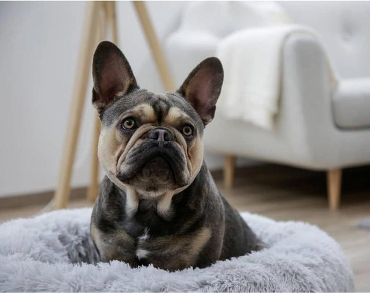 Produktbild Kerbl Fluffy (Hund)