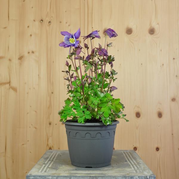 Image du produit Säntispracht Lot de 2, Ancolie commune, la joie annuelle du printemps - Aquilegia vulgaris Purple Blue
