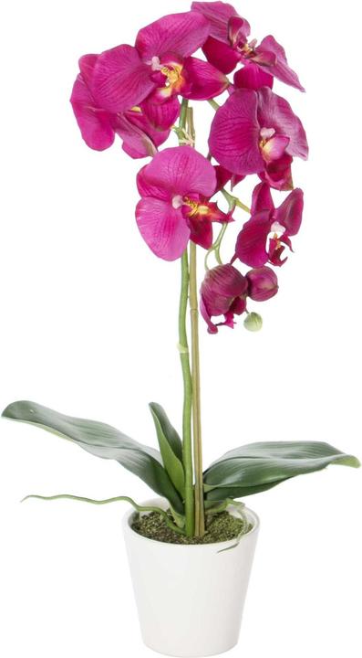 Image du produit Luwatex La beauté des orchidées (65 cm)