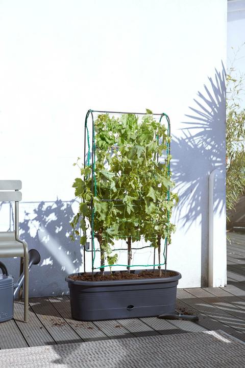 Produktbild Elho Green Basics (78 cm)