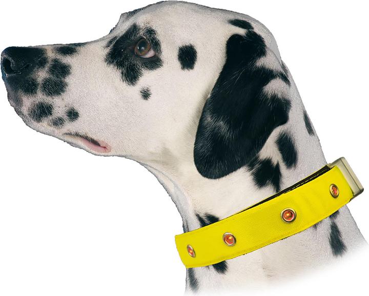 Actual product image Swisspet LED light collar 20mm/35-50cm (M, Dog, General)