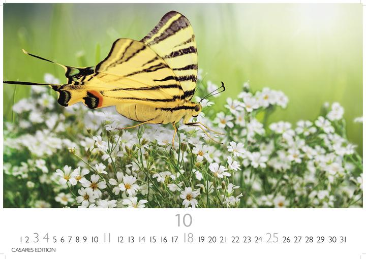 Immagine prodotto Schmetterlinge 2026 L 35x50cm (35 x 50 cm, Tedesco)