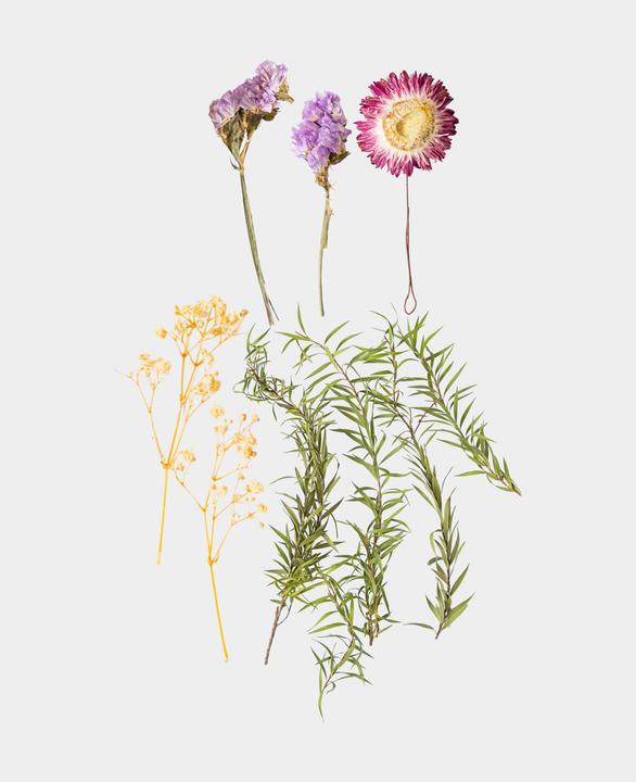 Actual product image I Am Creative Dried flower set (Dried flowers)