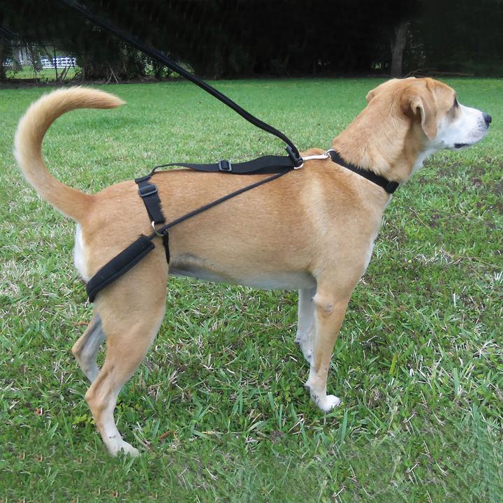 Produktbild Dr. Horgan Horgan Harness Erziehungsgeschirr (L, Hund)