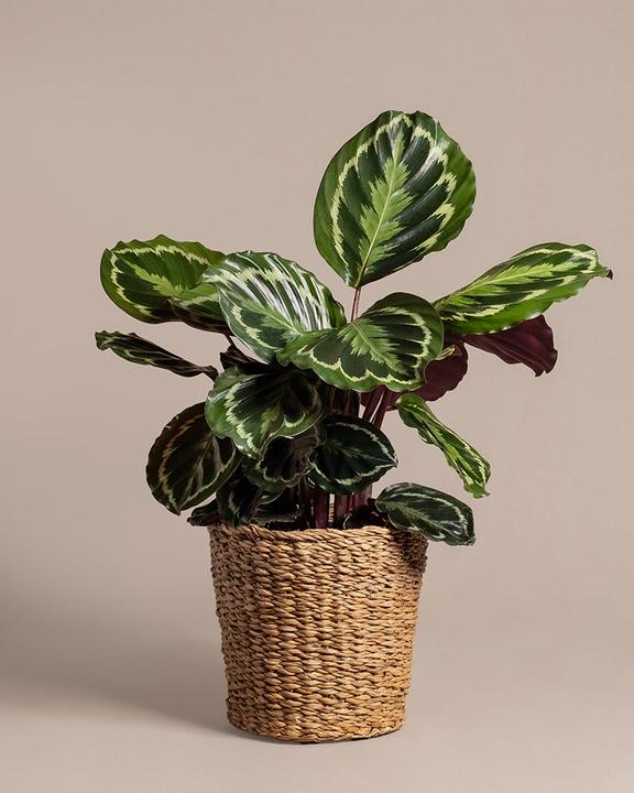 Image du produit feey Grand Calathea Roseopicta (65 cm, Fraîchement rempotés, Respectueux des animaux)