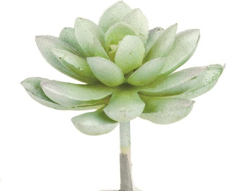 Actual product image Glorex Echeveria 7cm (7 cm)