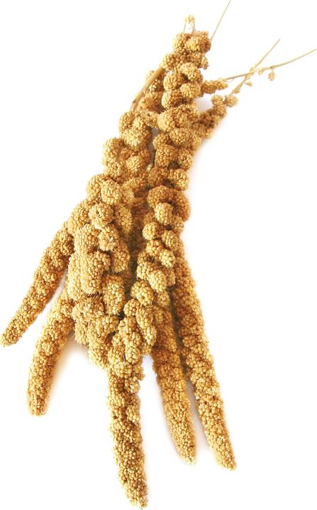 Swisspet Kolbenhirse (1 x, 0.18 kg)