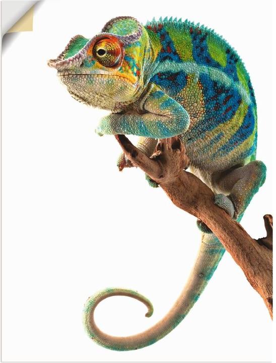 Produktbild Artland Ambanja Panther Chamäleon T5RW (45 x 60 cm)