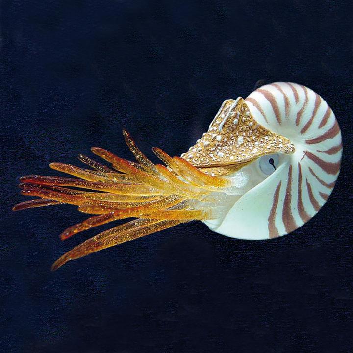 Actual product image Amazonas Floating Nautilus (Embellishment, other items)