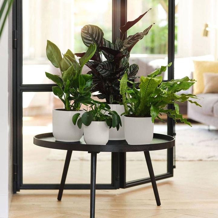 Actual product image Elho Vibes Fold (22 cm)