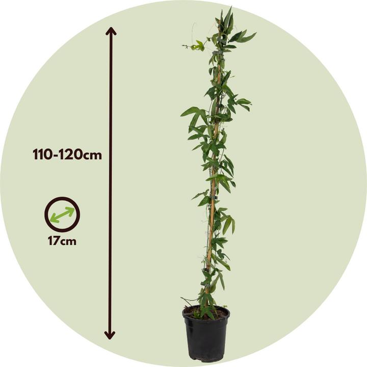 Immagine prodotto Plant in a Box Passiflora caerulea 'Constance Elliott' - set di 2 fiori della passione (110 cm)