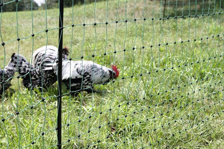 Actual product image Kerbl PoultryNet