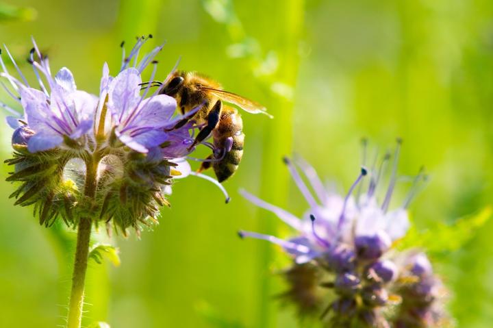 Immagine prodotto Zollinger Bio Phacelia (Semi di piante)
