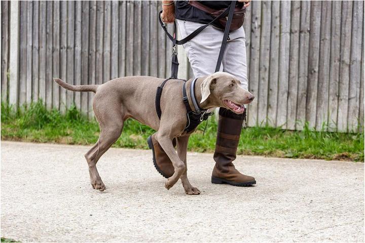 Immagine prodotto Company of Animals Imbracatura Halti No Pull Anti-pull M (M, Cane, Generale)