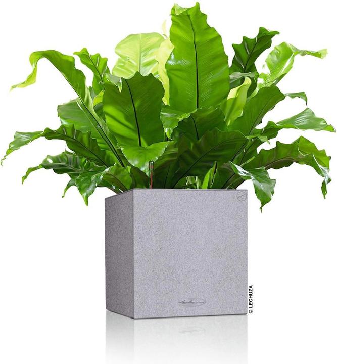 Image du produit Lechuza Canto Stone 14 (14 cm)