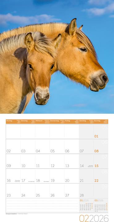 Produktbild Pferde Kalender 2026 - 30x30 (30 x 30 cm, Harter Einband, Deutsch)