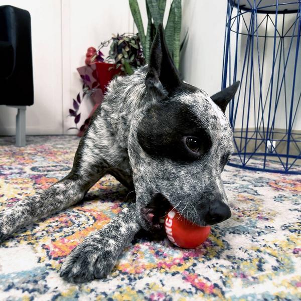 Immagine prodotto KONG Palline Signature M, set di 3, assortite (Palla giocattolo per cani)