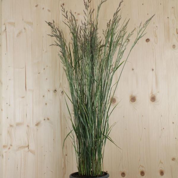 Image du produit Säntispracht Le Pâturin des champs blanc et rayé, compact - Calamagrostis acutiflora 'Overdam (120 cm)