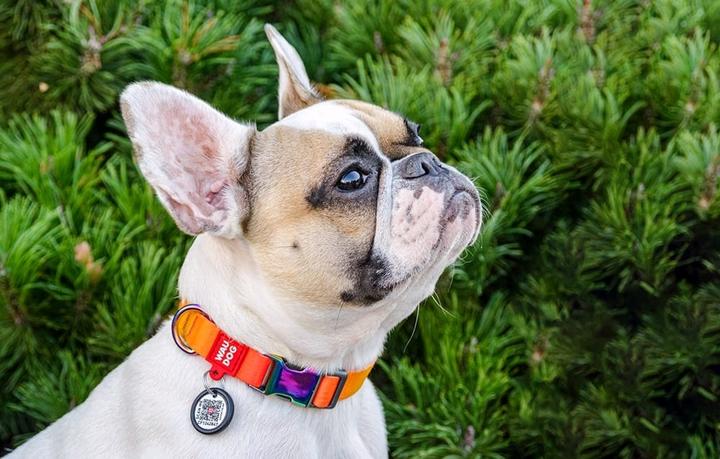 Produktbild Collar Nylon with QR code for Waudog gradient dog, orange, size XL (XL, Hund, Allgemein)