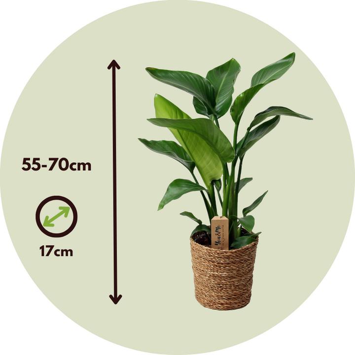 Produktbild Plant in a Box Strelitzia Nicolai - Paradiesvogelpflanze (70 cm)