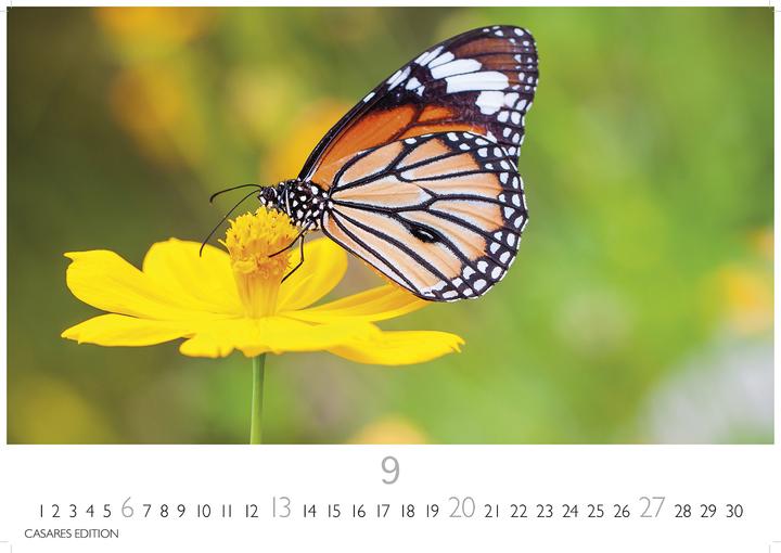 Immagine prodotto Schmetterlinge 2026 L 35x50cm (35 x 50 cm, Tedesco)