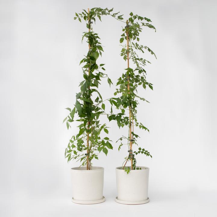 Immagine prodotto Plant in a Box Campis radicans 'Flava' - set di 2 rampicanti a tromba (110 cm)