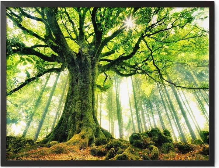 Image du produit Trenddeko Kiciak - La forêt des contes de fées (80 x 60 cm)
