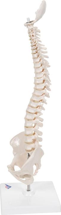 Produktbild 3B Scientific Mini Anatomie Modell Menschliche Wirbelsäule, beweglich und mit Becken, auf Stativ