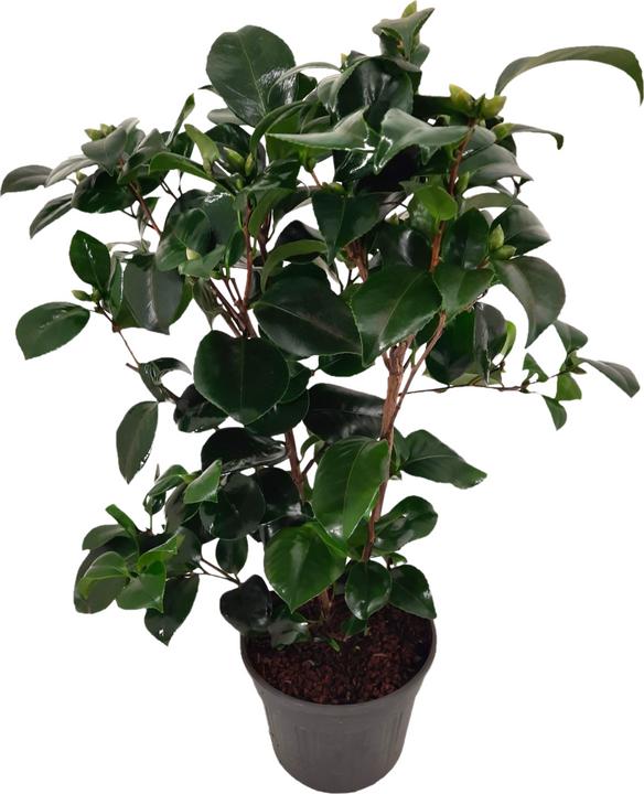 Produktbild Plant in a Box Camellia japonica Lady Campbell - Japanische Rose (50 cm)