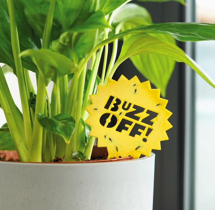 Actual product image Bubblegum Plant insect trap Sticky traps 10 pieces